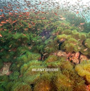 Dive site photo 1