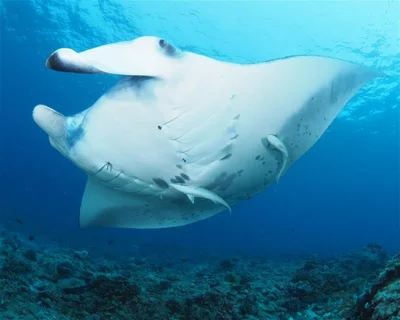 Uthuru Maafaru North Corner