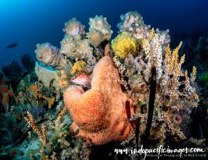 Dive site photo 1