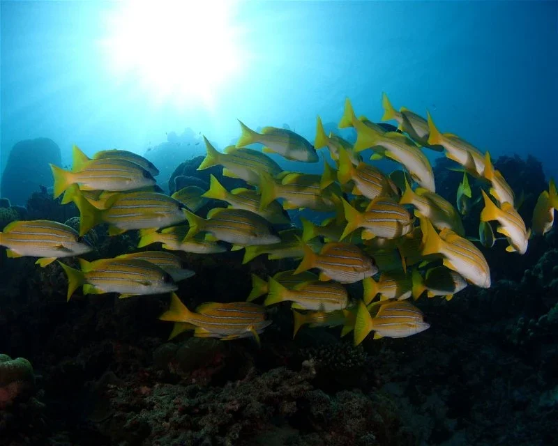 Dive site photo for cocoa-corner, maldives