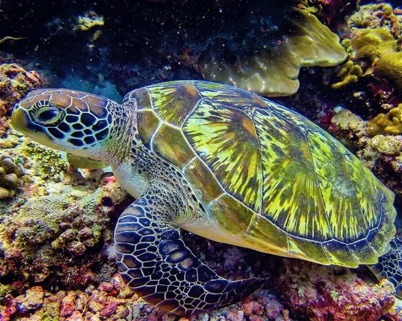 Dive site photo for cocoa-corner, maldives