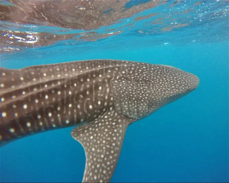 Dive site photo for cocoa-corner, maldives