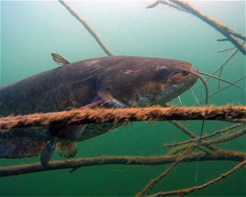 Dive site photo for althuser-see, germany