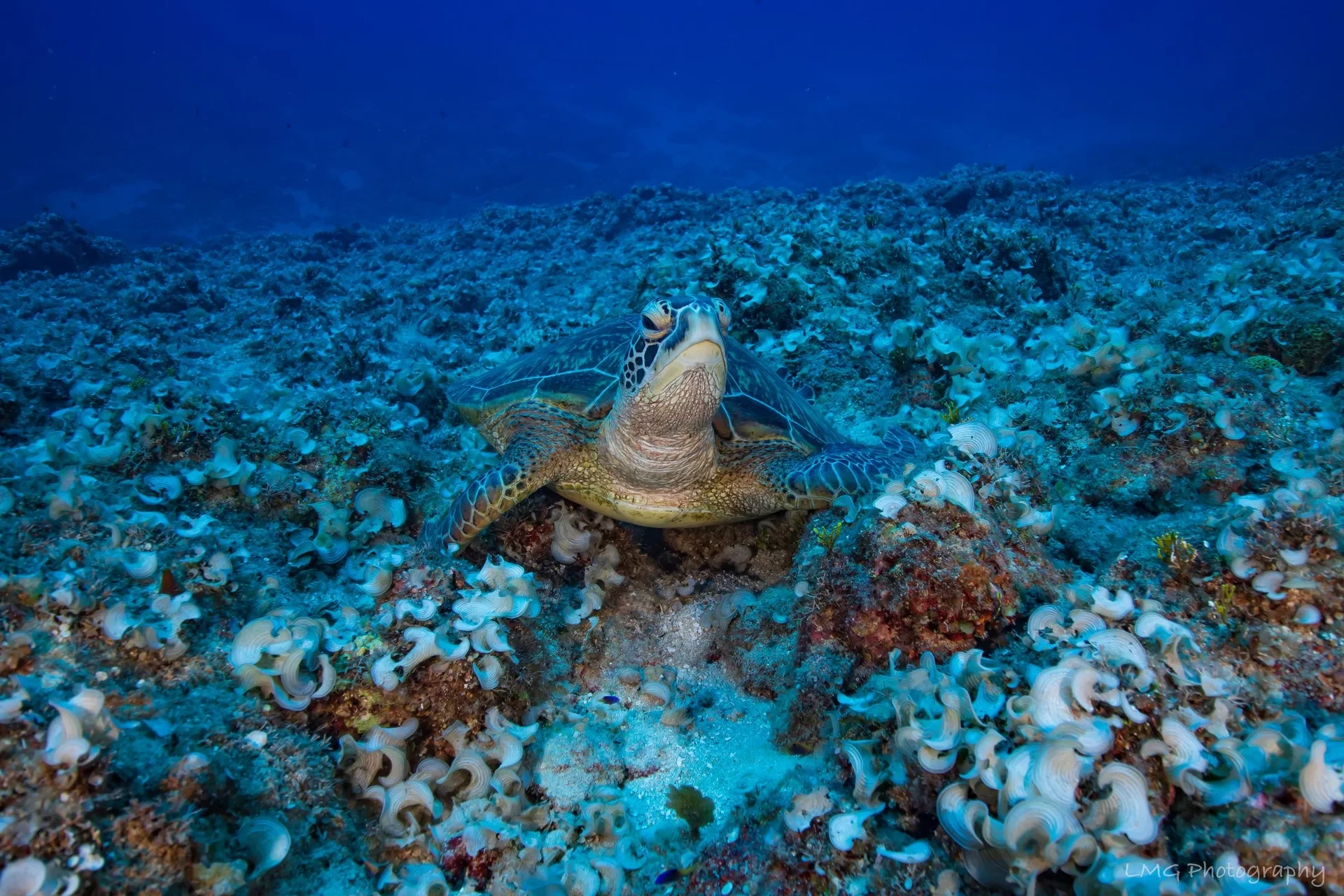 Dive site photo for turtle-rock, guam