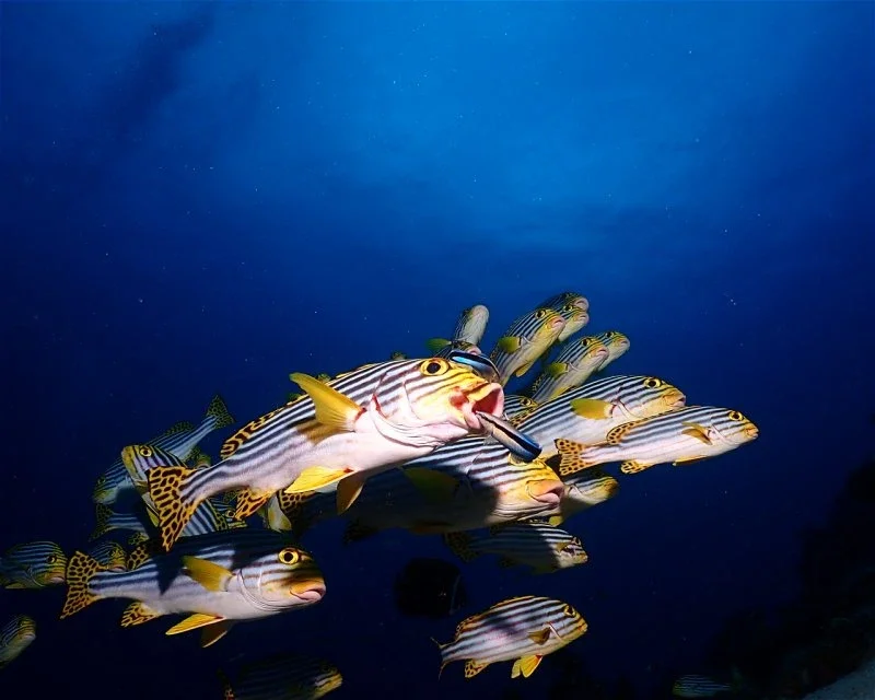 Dive site photo for snapper-point, maldives
