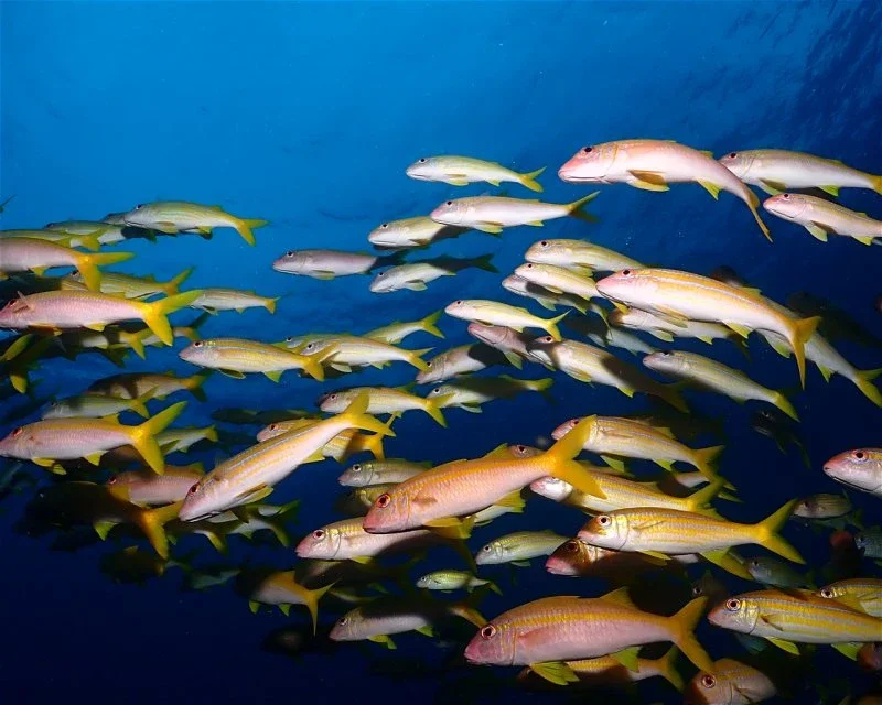 Dive site photo for snapper-point, maldives