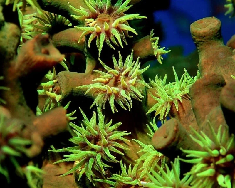 Dive site photo for dharavandhoo-thila, maldives