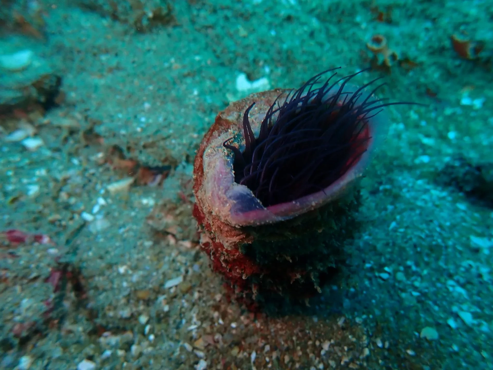 Dive site photo for net-cave, india