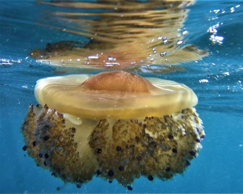 Dive site photo for capo-noli, italy