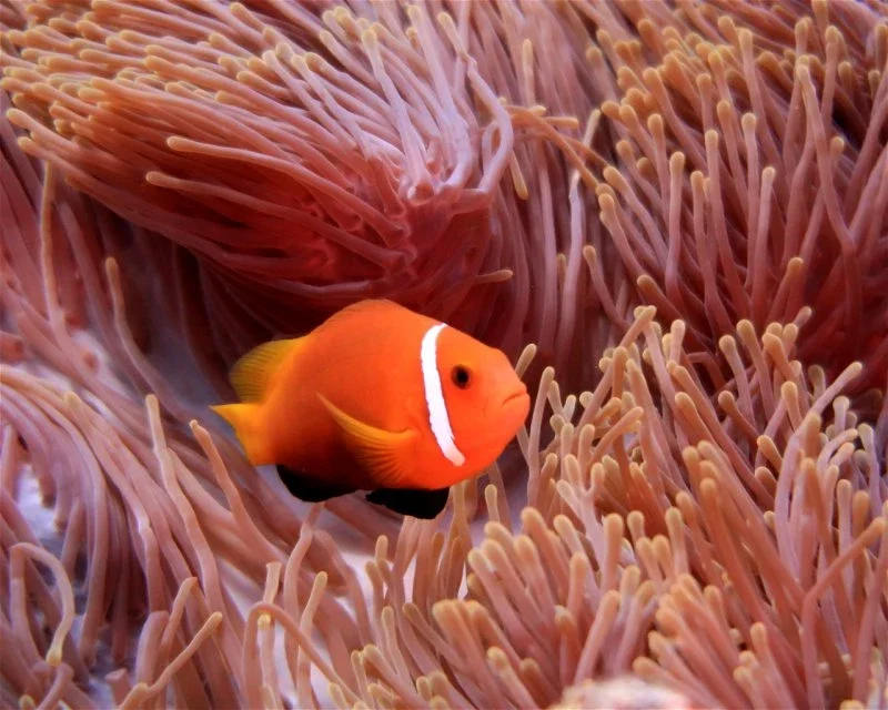 Dive site photo for kudathulhaadhoo-caves, maldives
