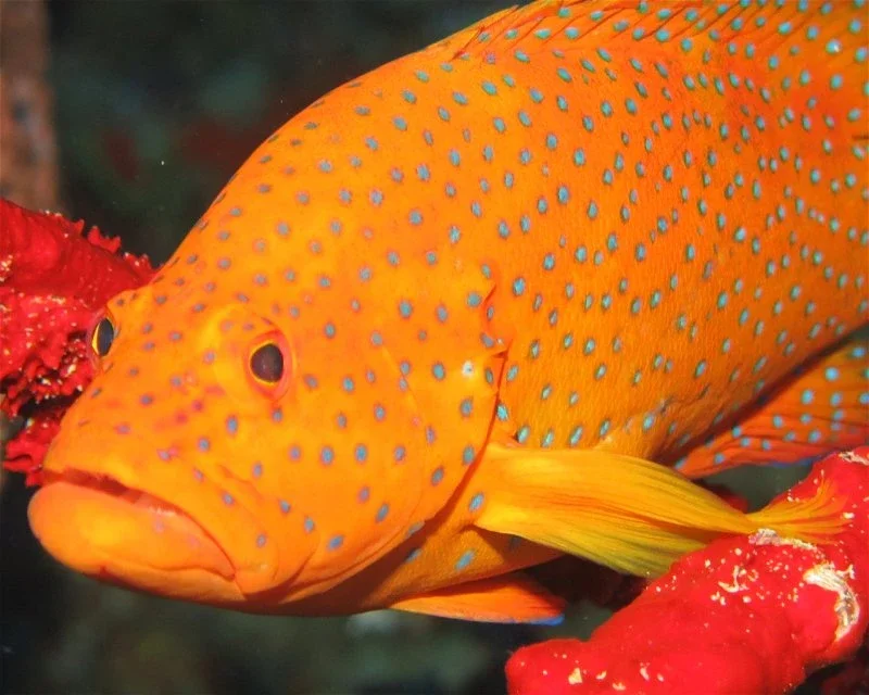 Dive site photo for kudathulhaadhoo-caves, maldives