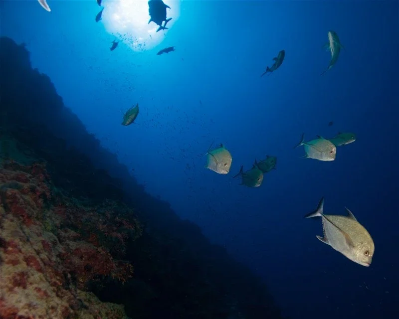 Dive site photo for rutaki-drop-off, cook-islands