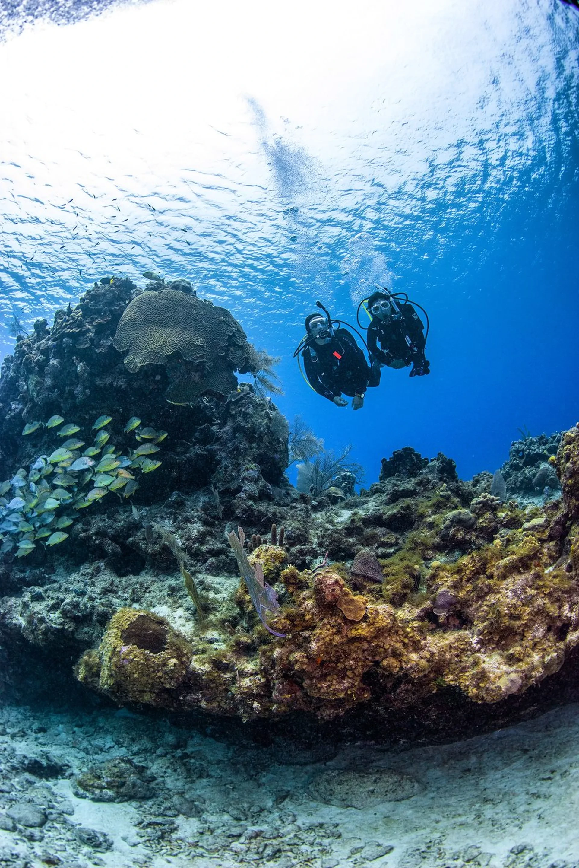 Dive site photo for mansud-wall, philippines