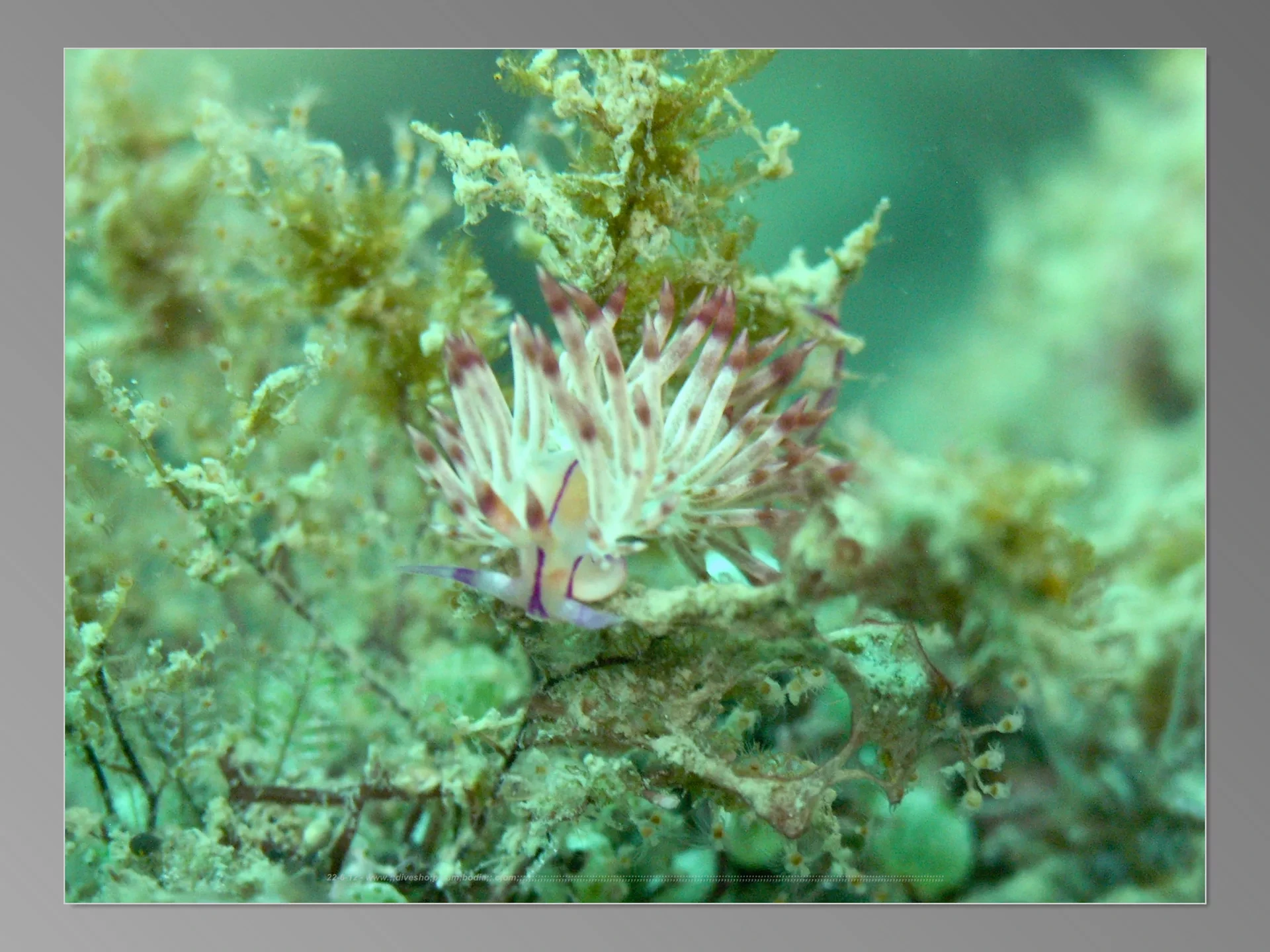 Dive site photo for last-tree, cambodia