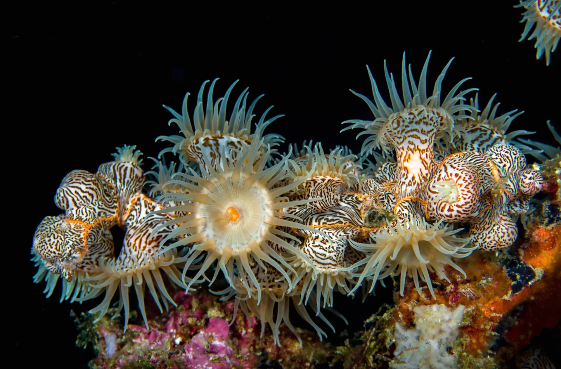 Dive site photo for basdio-sanctuary, philippines