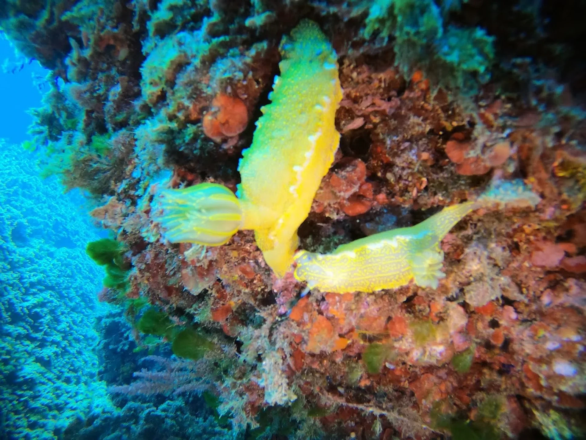 Dive site photo for palma-cavern, spain