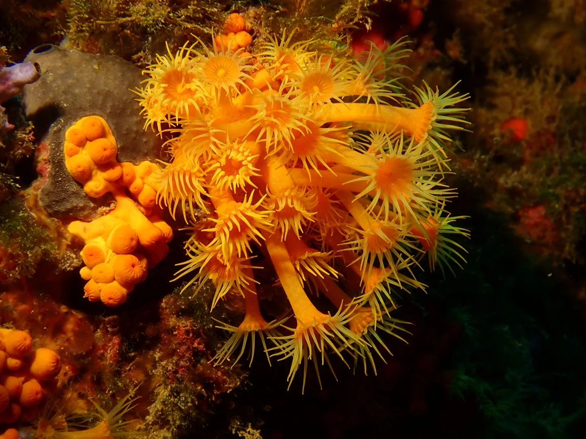 Dive site photo for punta-salinas, spain