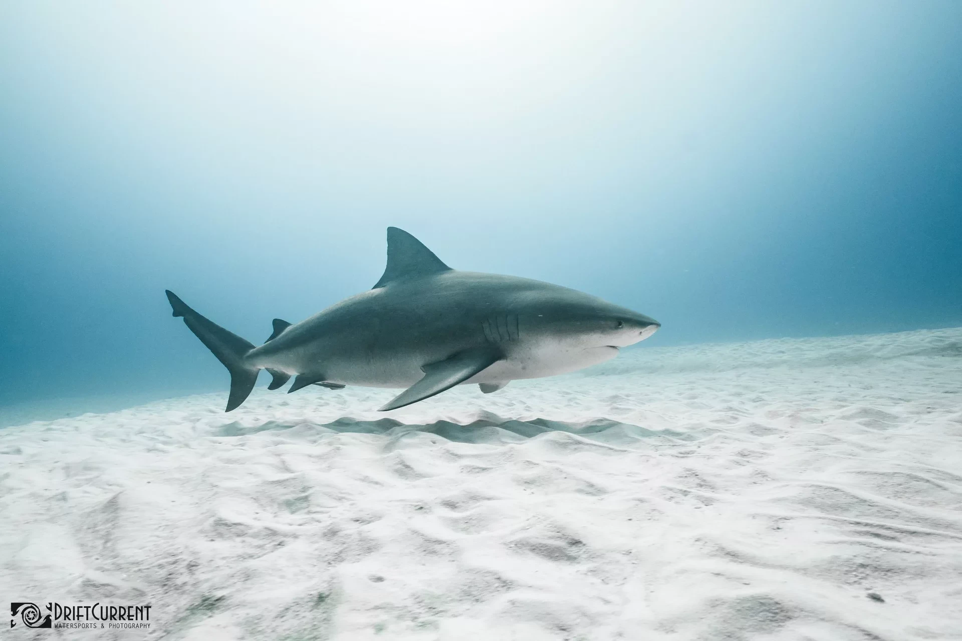 Dive site photo for bullshark-site, mexico