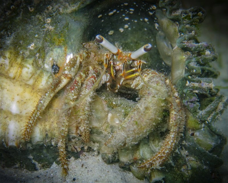 Dive site photo for pasil-reef, philippines