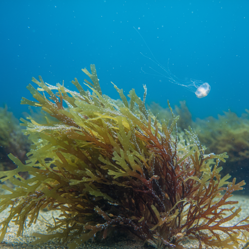 Algae