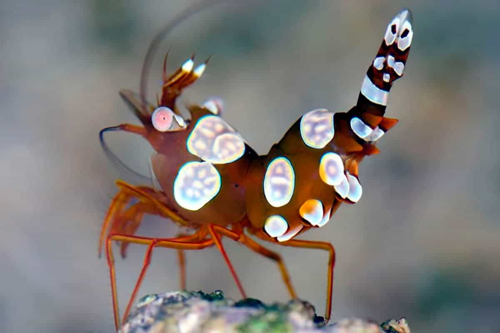 Anemone Shrimp