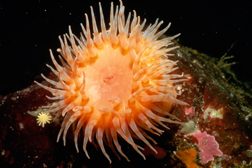 Anemone