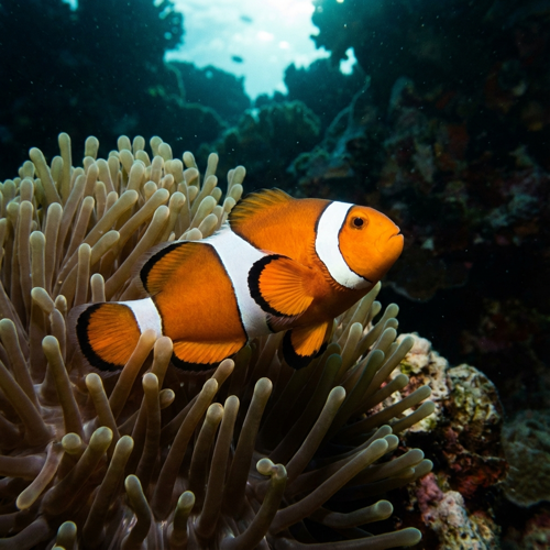 Anemonefish
