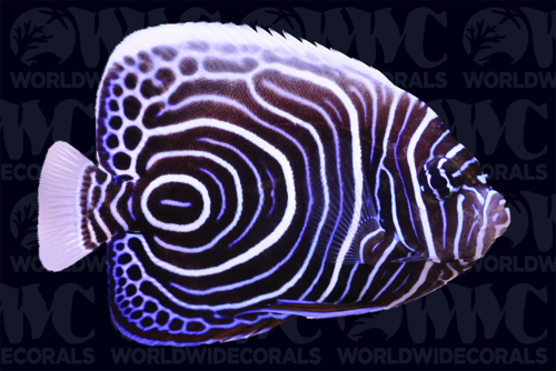 Angelfish