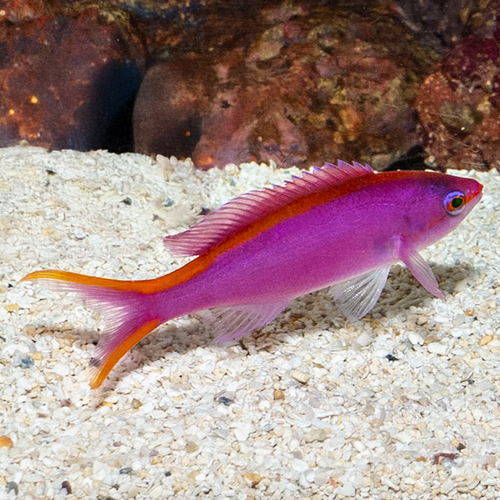 Anthias