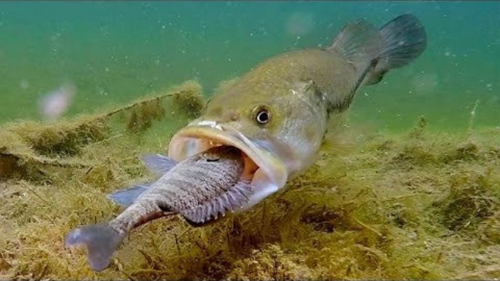 Bass