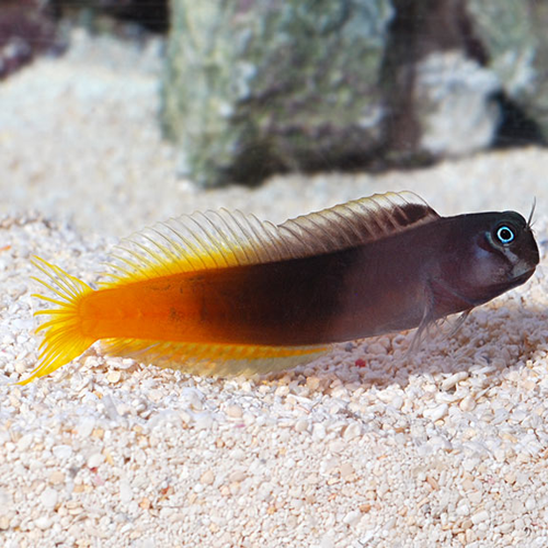 Blenny