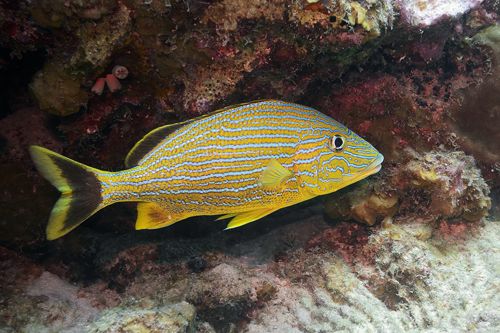 Bluestriped Grunt