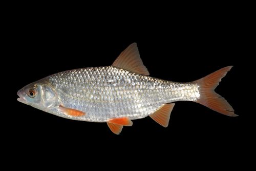Common Roach