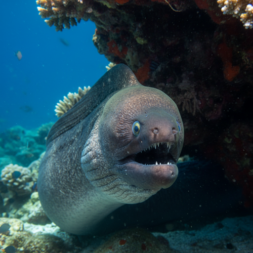 Conger Eel