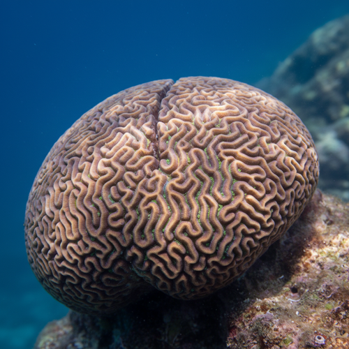 Coral