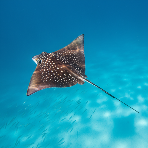 Eagle Ray