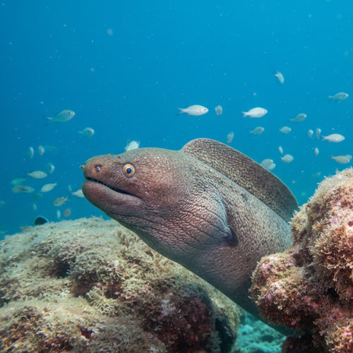 Eel