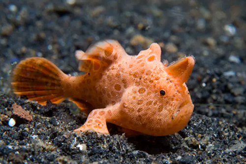 Frogfish