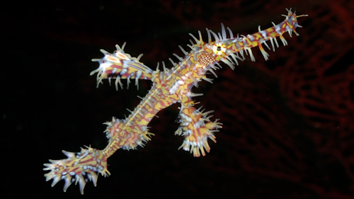 Ghost Pipefish