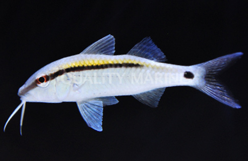 Goatfish