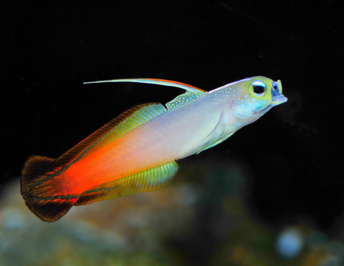 Goby