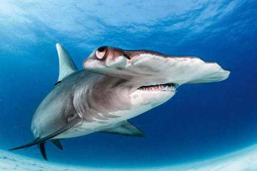 Hammerhead Shark