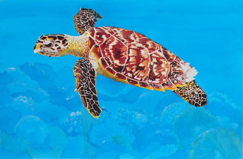 Hawksbill Turtle