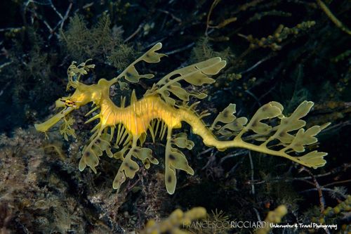 Leafy Seadragon