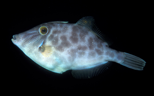Leatherjacket