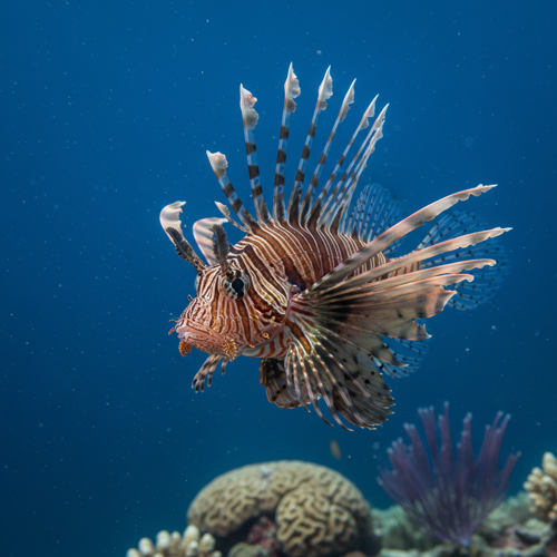 Lionfish