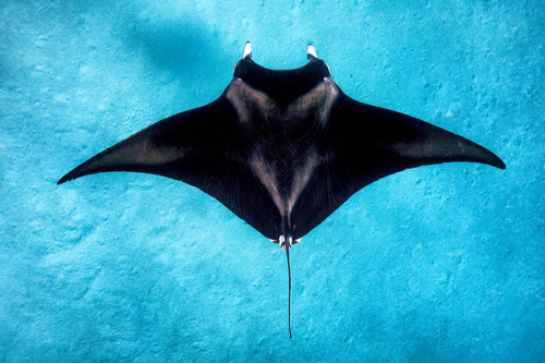 Manta Ray