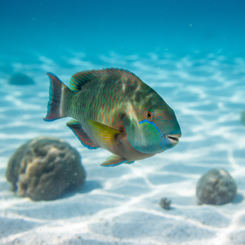 Parrotfish