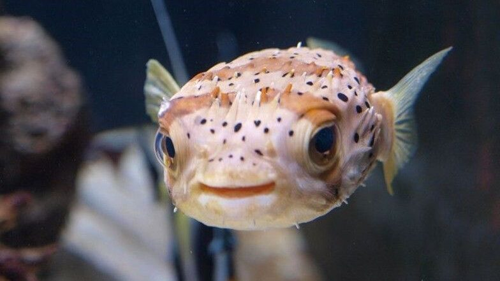 Porcupinefish