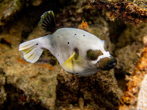 Pufferfish